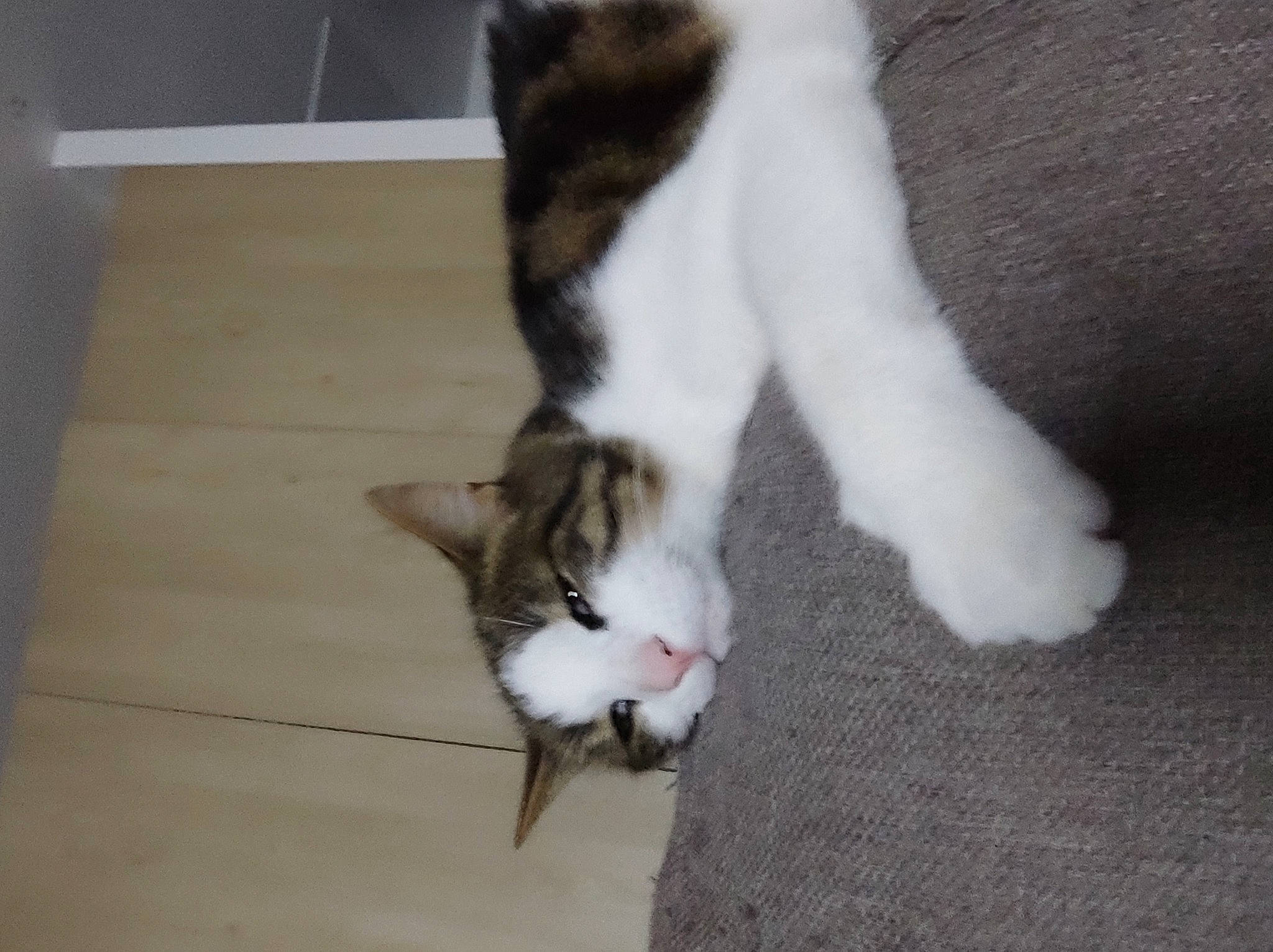 Patchi participe au concours pour gagner de l'argent avec cette photo : carnivore, cat, claw, comfort, domestic_short_haired_cat, felidae, floor, flooring, fur, hardwood, paw, small_to_medium_sized_cats, snout, tail, whiskers, wood