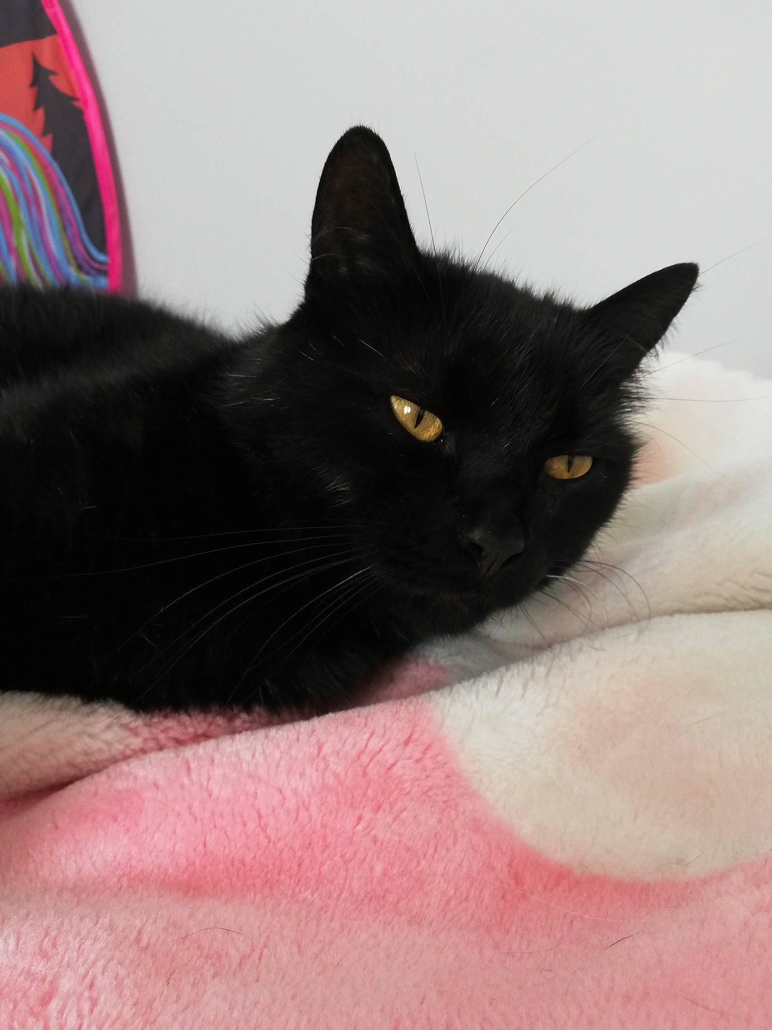 Loky participe au concours pour gagner de l'argent avec cette photo : black_cat, bombay, carnivore, cat, claw, comfort, domestic_short_haired_cat, eye, felidae, fur, grey, head, paw, small_to_medium_sized_cats, snout, tail, whiskers