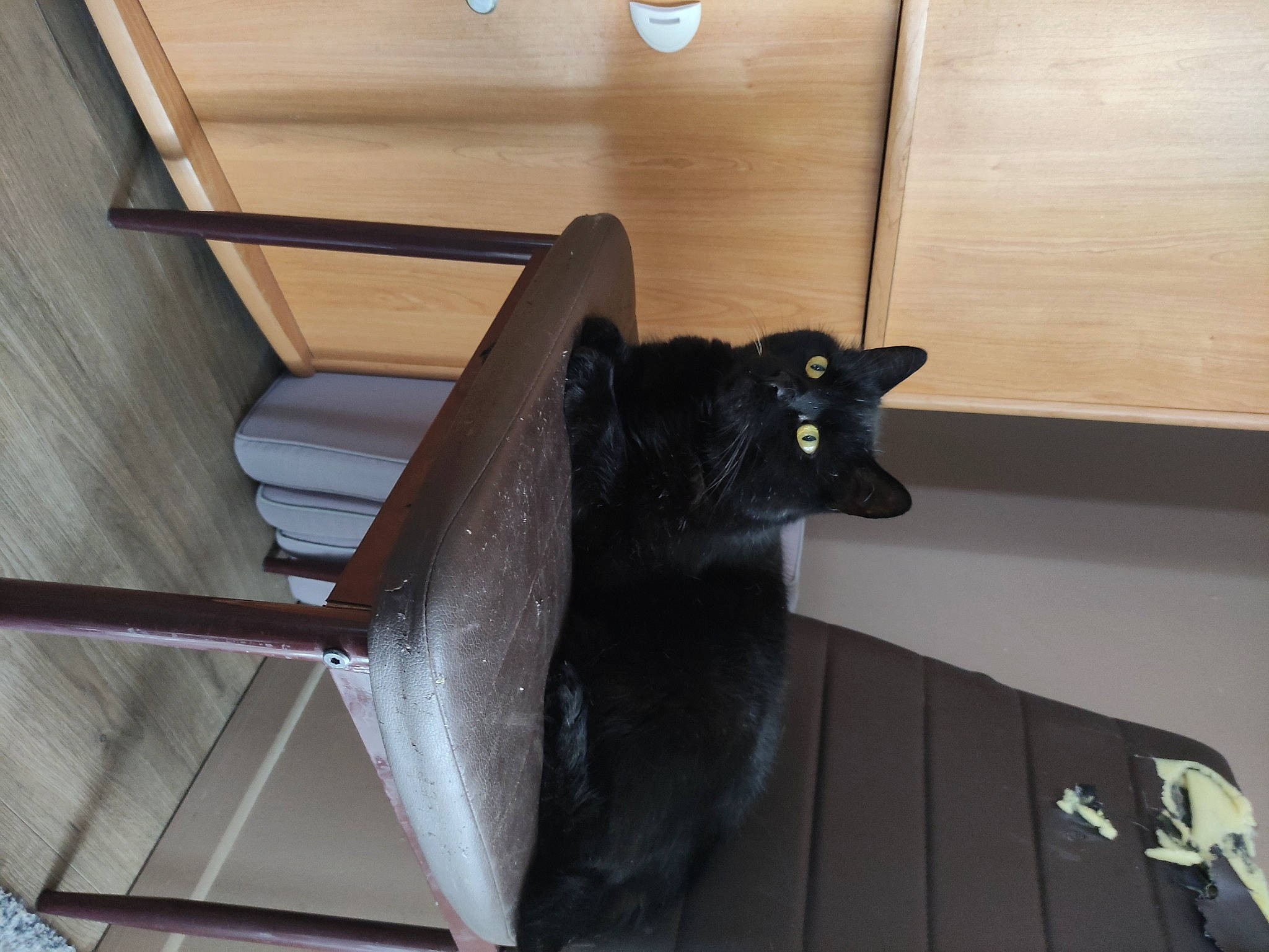 Loky a rejoint le concours — aidez-le/la à gagner de superbes lots ! art, bombay, carbon, carnivore, cat, composite_material, felidae, flooring, hardwood, metal, plywood, room, sculpture, small_to_medium_sized_cats, stairs, tail, whiskers, wood