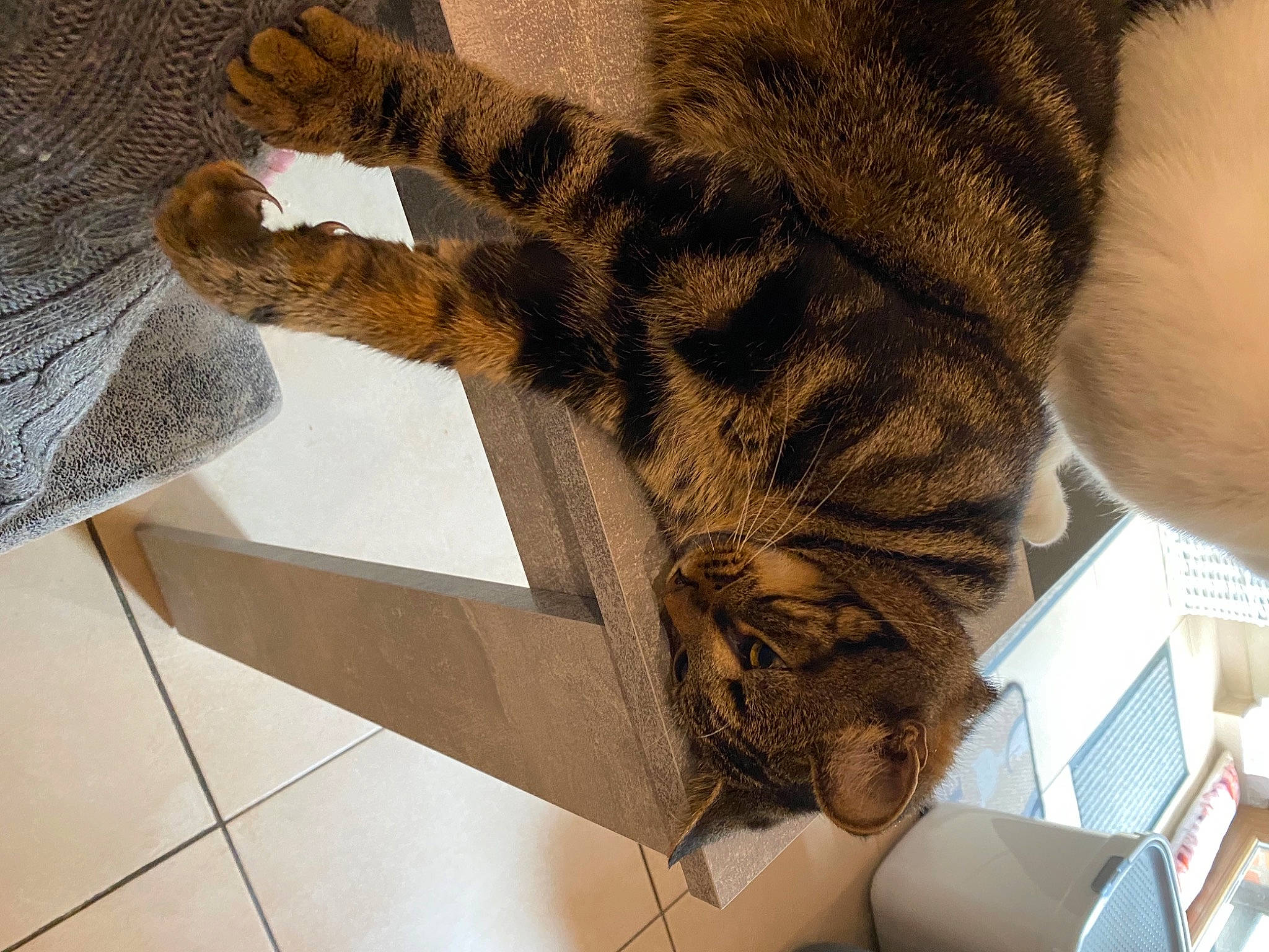 Bounty participe au concours pour gagner de l'argent avec cette photo : big_cats, cat, claw, comfort, domestic_short_haired_cat, fawn, felidae, flooring, fur, glove, human_leg, military_camouflage, pattern, room, small_to_medium_sized_cats, tail, terrestrial_animal, textile, whiskers, wood