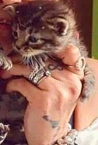 Bounty participe au concours pour gagner de l'argent avec cette photo : carnivore, cat, claw, domestic_short_haired_cat, fang, felidae, finger, flesh, fur, gesture, nail, paw, small_to_medium_sized_cats, snout, terrestrial_animal, thumb, whiskers