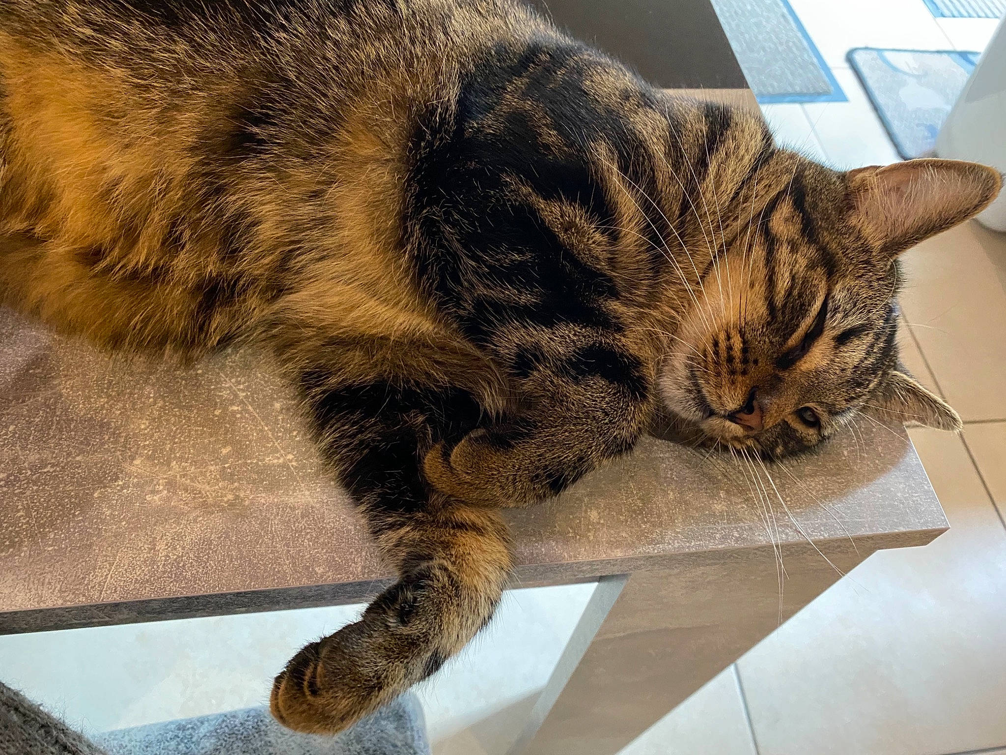 Bounty participe au concours pour gagner de l'argent avec cette photo : carnivore, cat, claw, comfort, domestic_short_haired_cat, felidae, fur, nap, paw, sitting, sleep, small_to_medium_sized_cats, snout, tail, terrestrial_animal, whiskers, wildlife