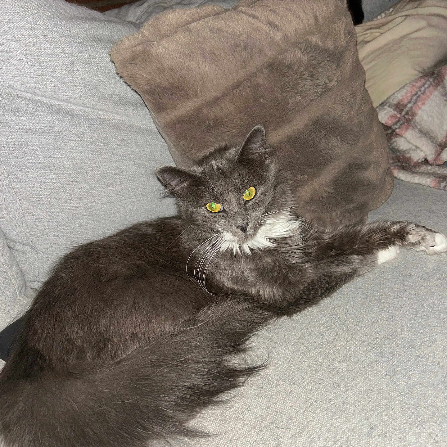 Akira participe au concours pour gagner de l'argent avec cette photo : abyssinian, animal, architecture, armchair, bed, blanket, building, cat, chair, couch, cushion, furniture, homedecor, indoors, kitten, linen, manx, person, pet, sleeping