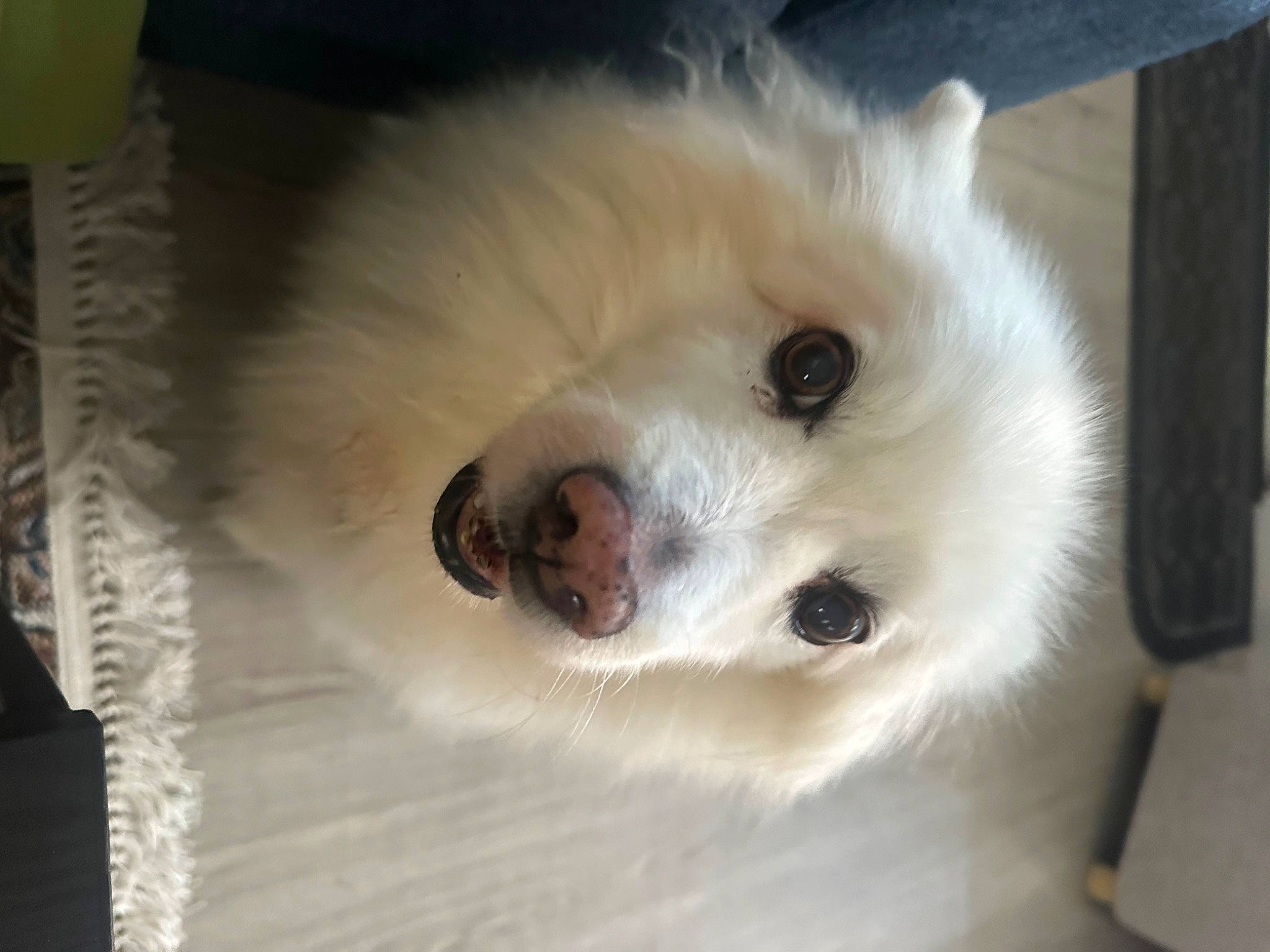 Kilo joined the competition — help win amazing prizes! american_eskimo_dog, canidae, carnivore, companion_dog, dog, dog_breed, dog_supply, fawn, fur, german_spitz, maltepoo, puppy, samoyed, small_terrier, spitz, sporting_group, toy_dog, volpino_italiano, whiskers, working_animal