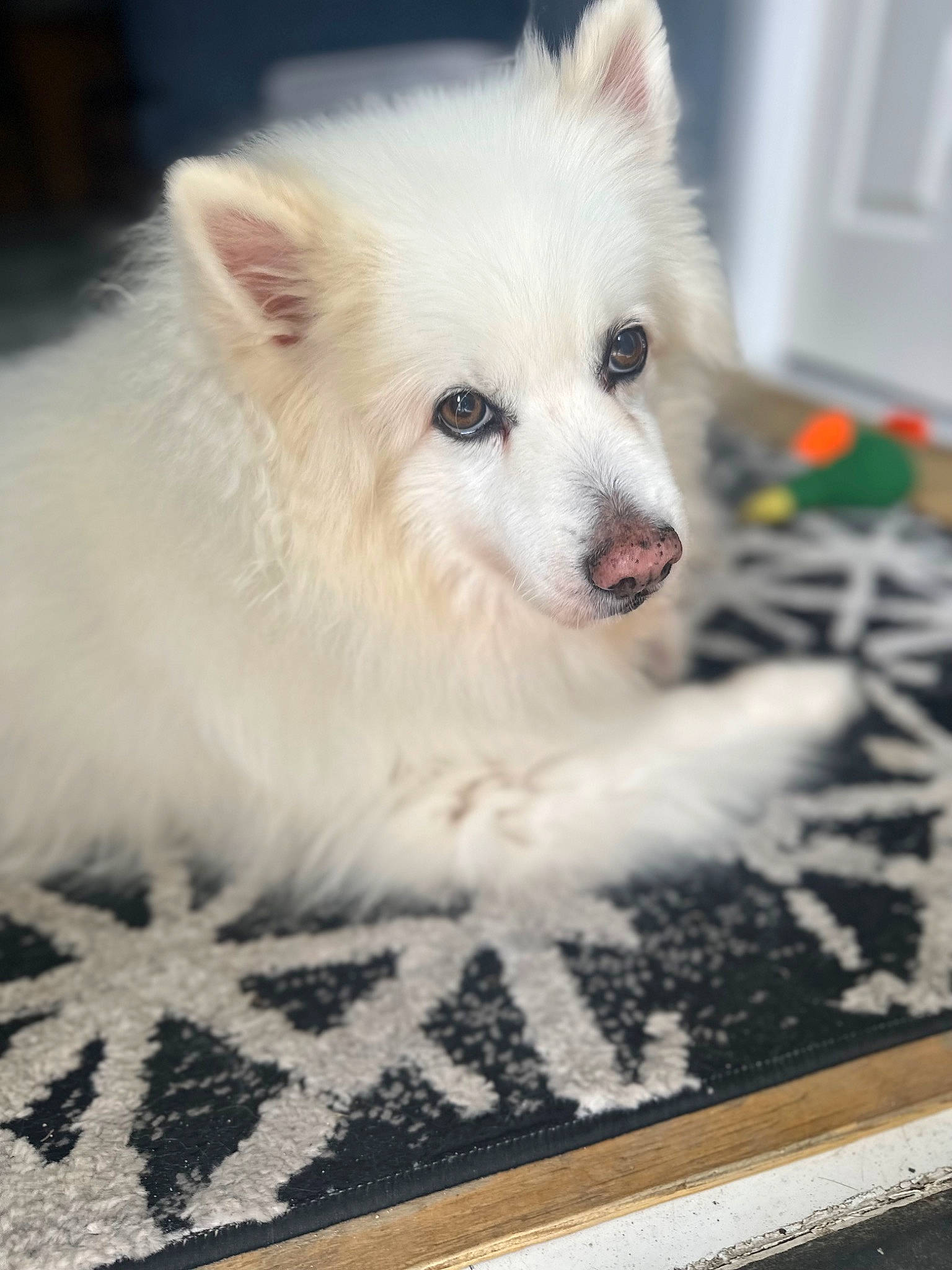 Kilo is registered to the contest to win money with this photo: american_eskimo_dog, canidae, carnivore, companion_dog, dog, dog_breed, fawn, flooring, fur, german_spitz, german_spitz_klein, japanese_spitz, samoyed, snout, spitz, sporting_group, terrestrial_animal, volpino_italiano, whiskers, working_animal