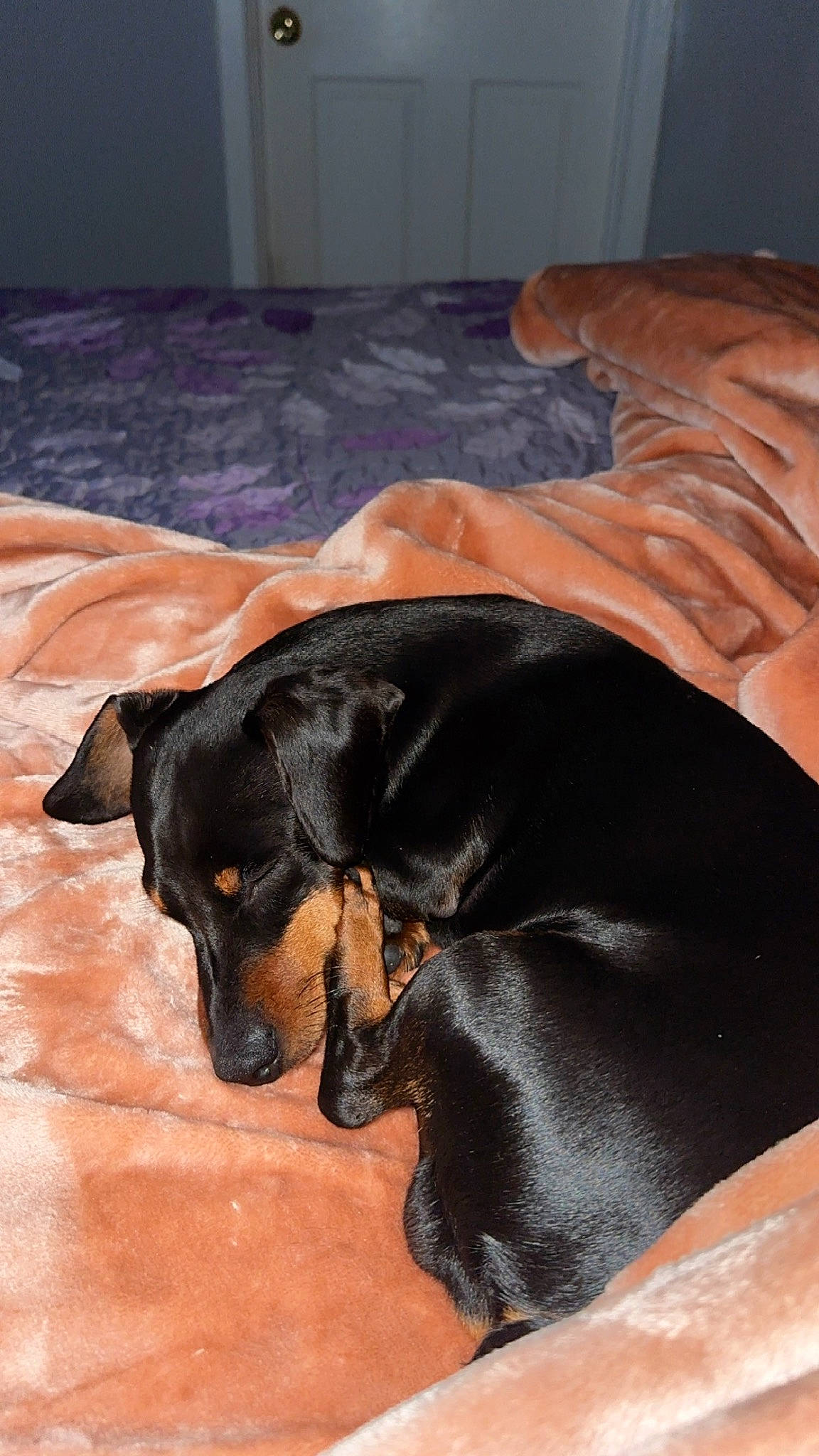 Curly joined the competition — help win amazing prizes! canidae, carnivore, comfort, companion_dog, dobermann, dog, dog_breed, ear, fawn, fur, guard_dog, liver, montenegrin_mountain_hound, paw, pinscher, snout, sporting_group, toy_dog, whiskers, working_dog