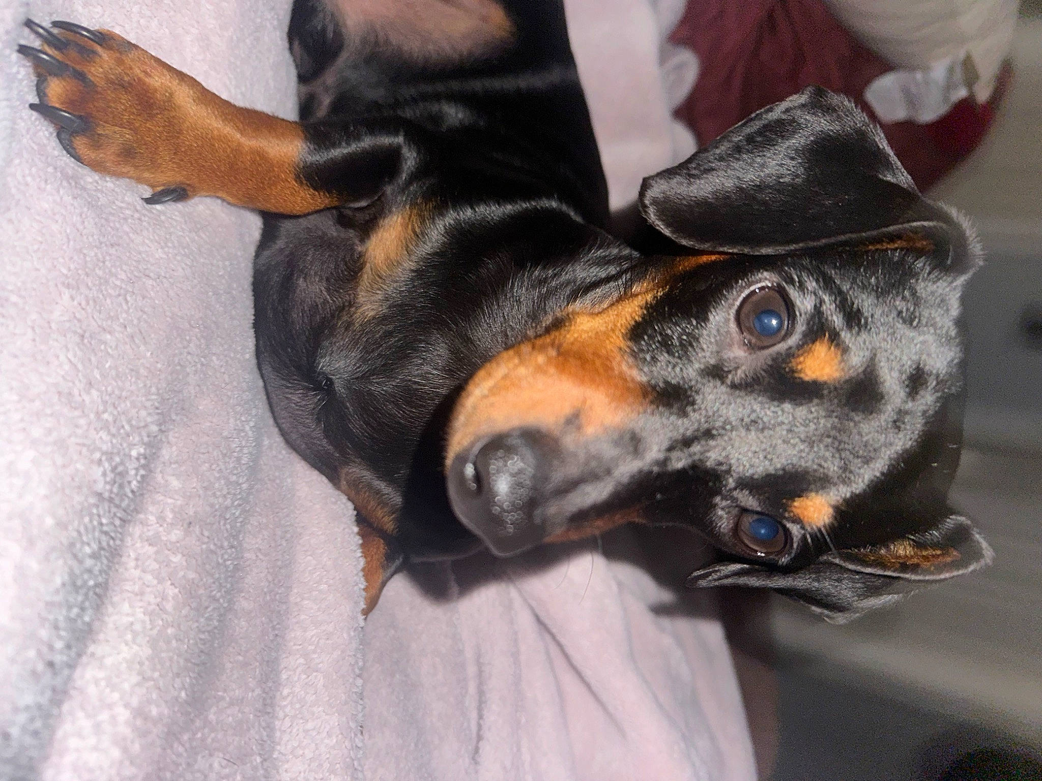 Curly is registered to the contest to win money with this photo: canidae, carnivore, comfort, companion_dog, dog, dog_breed, ear, fawn, fur, guard_dog, montenegrin_mountain_hound, paw, pinscher, prazsky_krysarik, snout, sporting_group, toy_dog, whiskers, working_animal, working_dog