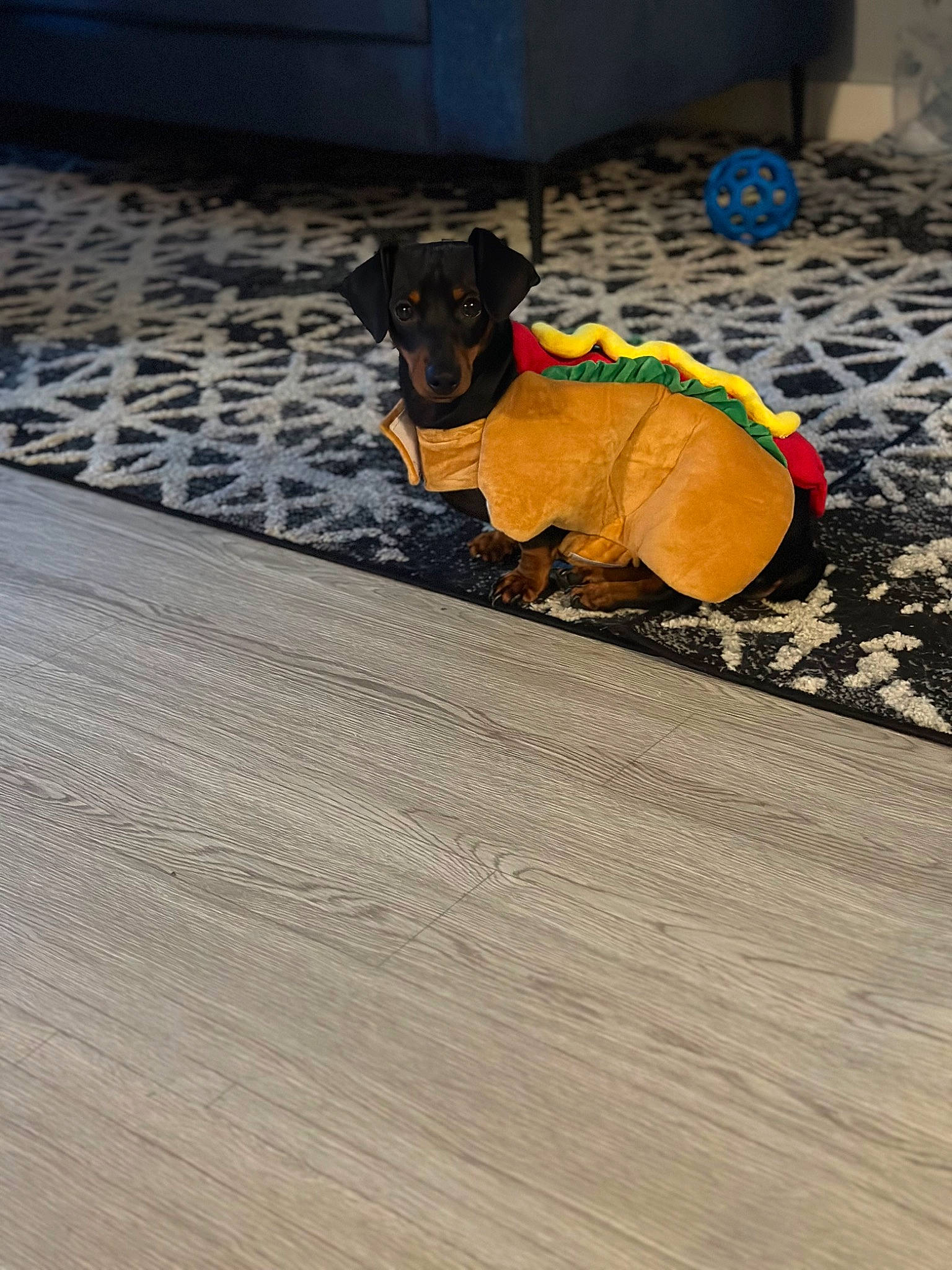 Curly joined the competition — help win amazing prizes! carnivore, collar, companion_dog, dog, dog_breed, dog_clothes, dog_collar, dog_supply, fawn, floor, flooring, grey, hardwood, pet_supply, road_surface, shadow, tail, tints_and_shades, wood, working_animal