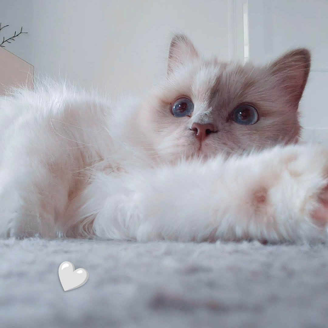 Zoé a rejoint le concours — aidez-le/la à gagner de superbes lots ! animal, blue_eyes, carpet, cat, close_up, curious, cute, domestic, ears, feline, fluffy, heart_sticker, home, indoor, paw, pet, resting, soft, whiskers, white