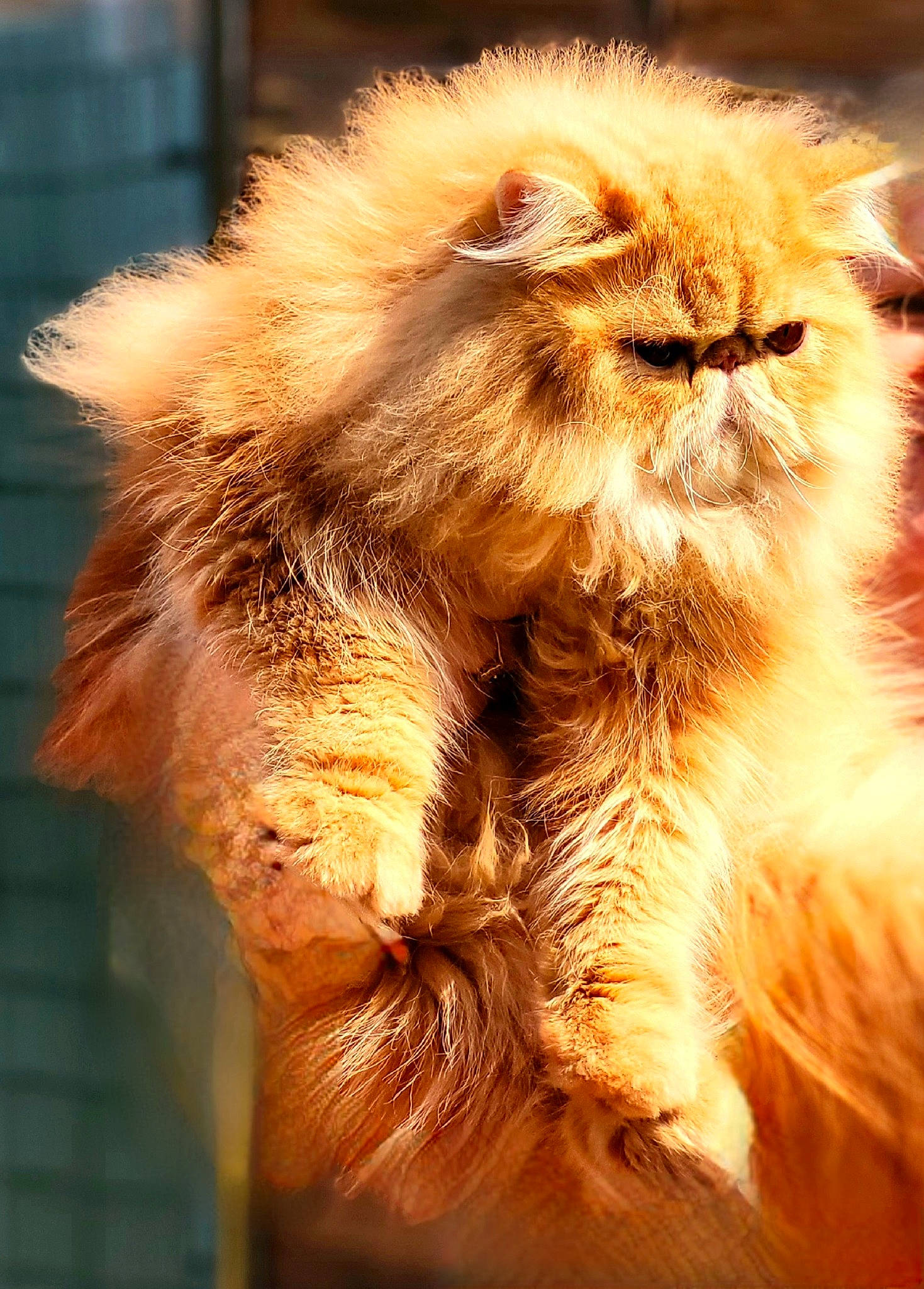 Tom Sowyer participe au concours pour gagner de l'argent avec cette photo : art, cat, eye, fawn, felidae, fur, hair, head, macro_photography, plant, small_to_medium_sized_cats, snout, terrestrial_animal, whiskers, wildlife
