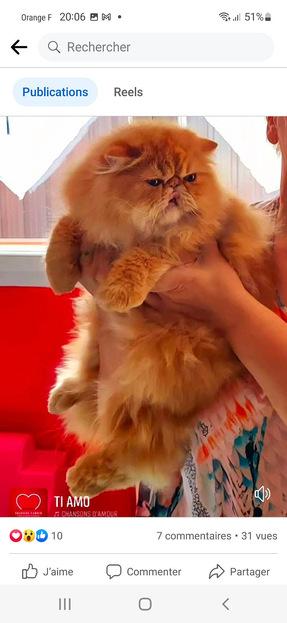 Tom Sowyer a rejoint le concours — aidez-le/la à gagner de superbes lots ! canidae, carnivore, cat, companion_dog, dog_breed, fawn, felidae, fur, gesture, liver, natural_material, paw, peach, persian, ragdoll, small_to_medium_sized_cats, snout, tail, whiskers, working_animal