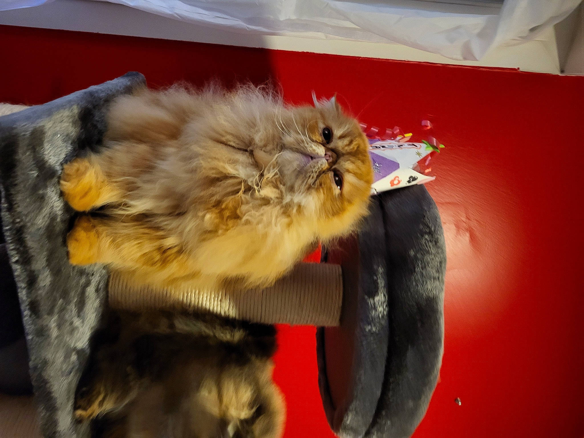 Tom Sowyer a rejoint le concours — aidez-le/la à gagner de superbes lots ! british_longhair, canidae, carnivore, cat, claw, event, fawn, felidae, fur, paw, small_to_medium_sized_cats, tail, whiskers