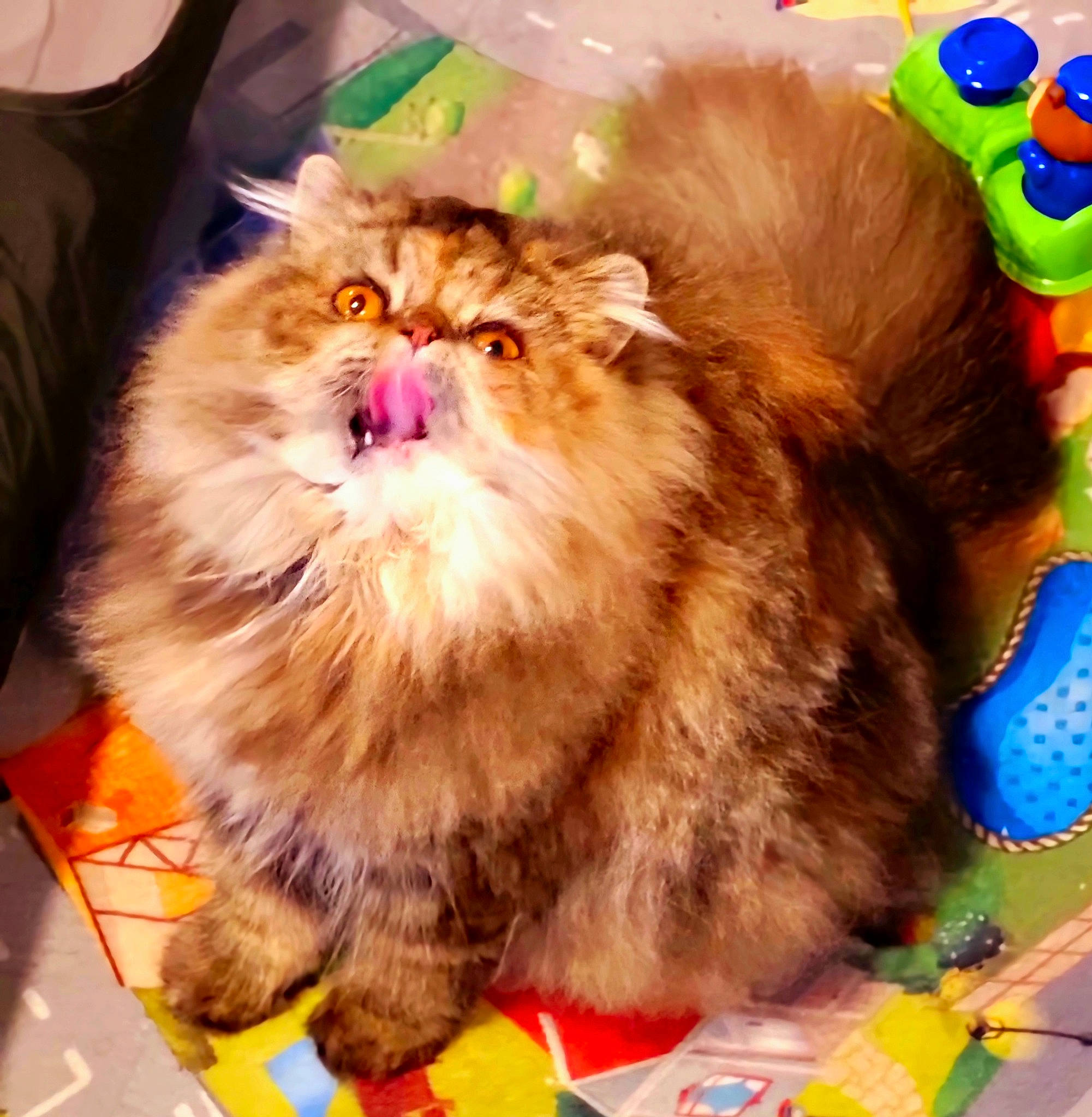 Thina a rejoint le concours — aidez-le/la à gagner de superbes lots ! british_longhair, carnivore, cat, fawn, felidae, flooring, fur, paw, small_to_medium_sized_cats, snout, terrestrial_animal, whiskers