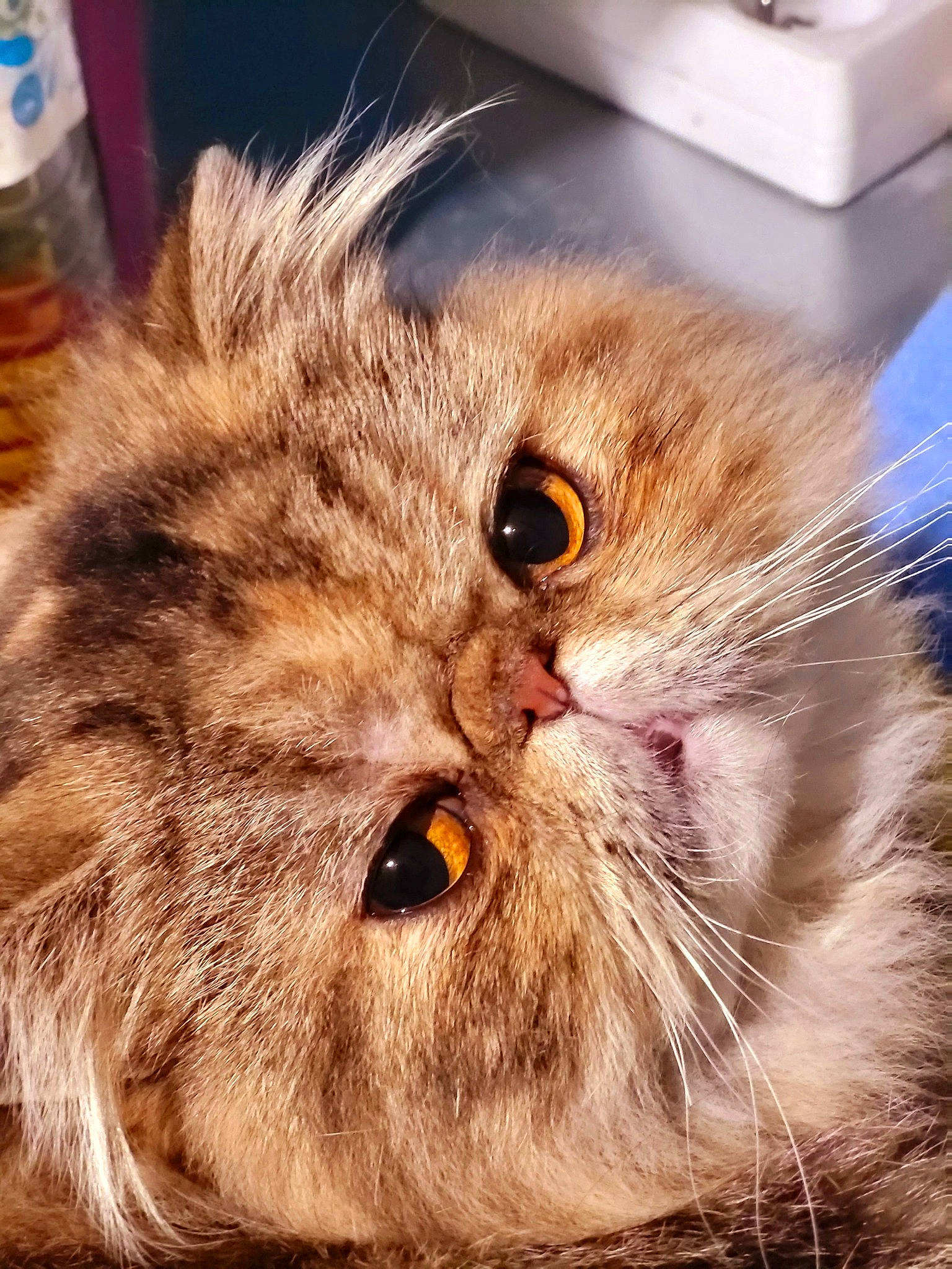 Thina participe au concours pour gagner de l'argent avec cette photo : british_longhair, carnivore, cat, domestic_short_haired_cat, drinking_water, fawn, felidae, fur, paw, plastic_bottle, small_to_medium_sized_cats, snout, terrestrial_animal, water_bottle, whiskers