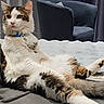 cat, fluffy, collar, indoor, furniture, armchair, blanket, relaxed, pet, fur, whiskers, cute, domestic_animal, cozy, resting, curtains, tag, animal, mammal, soft