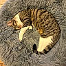 Lilith participe au concours pour gagner de l'argent avec cette photo : cat, tabby_cat, sleeping, curled_up, pet, animal, furry, shaggy_bed, gray_bedding, white_paws, striped_fur, indoors, cozy, relaxed, nap, resting, wood_floor, home, closeup, portrait
