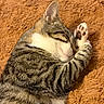 cat, tabby_cat, sleeping, curled_up, paw, paw_pads, furry, pet, cozy, blanket, orange_blanket, indoors, close_up, relaxed, nap, cute, striped_fur, whiskers, animal_portrait, comfortable