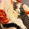 Lilith a rejoint le concours — aidez-le/la à gagner de superbes lots ! cat, tabby_cat, sleeping, sleepy, white_paws, striped_fur, whiskers, pink_nose, pet, blanket, cozy, cuddling, indoors, bed, soft, relaxed, resting, closeup, warm_lighting, cute