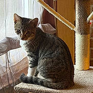 Lilith participe au concours pour gagner de l'argent avec cette photo : cat, kitten, tabby, striped_fur, white_chest, white_paws, sitting, scratching_post, cat_tree, climbing_platform, tail, whiskers, ears, eyes, indoor, window, curtains, sunlight, cozy, pet