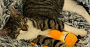 Lilith a rejoint le concours — aidez-le/la à gagner de superbes lots ! cat, cats, kitten, tabby, white_paws, sleeping, cuddling, napping, pet, animal, furry, striped_fur, fluffy_bed, plush_toy, orange_toy, cozy, indoors, closeup, resting, adorable