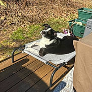Theia is registered to the contest to win money with this photo: dog, pet_bed, outdoor, deck, sunlight, grass, leaves, planters, black_and_white, relaxing, canine, sunny, backyard, lounge, nature, shade, wooden_floor, curious, resting, daylight