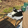 dog, pet_bed, outdoor, deck, sunlight, grass, leaves, planters, black_and_white, relaxing, canine, sunny, backyard, lounge, nature, shade, wooden_floor, curious, resting, daylight