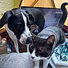 dog, cat, indoor, black_and_white, pet, curious, blanket, television, cozy, fur, animal, closeup, tent, resting, domestic, companion, sniffing, relaxed, face, tail