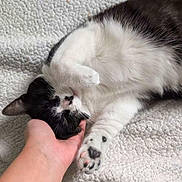 Mia joined the competition — help win amazing prizes! animal, black_and_white, blanket, cat, close_up, comfort, cozy, cute, domestic_animal, fur, hand, human_interaction, indoor, mammal, paw, pet, relaxation, resting, sleeping, soft_texture
