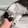 cat, black_and_white, sleeping, hand, pet, cozy, blanket, fur, close_up, domestic_animal, resting, paw, indoor, cute, animal, mammal, relaxation, soft_texture, human_interaction, comfort