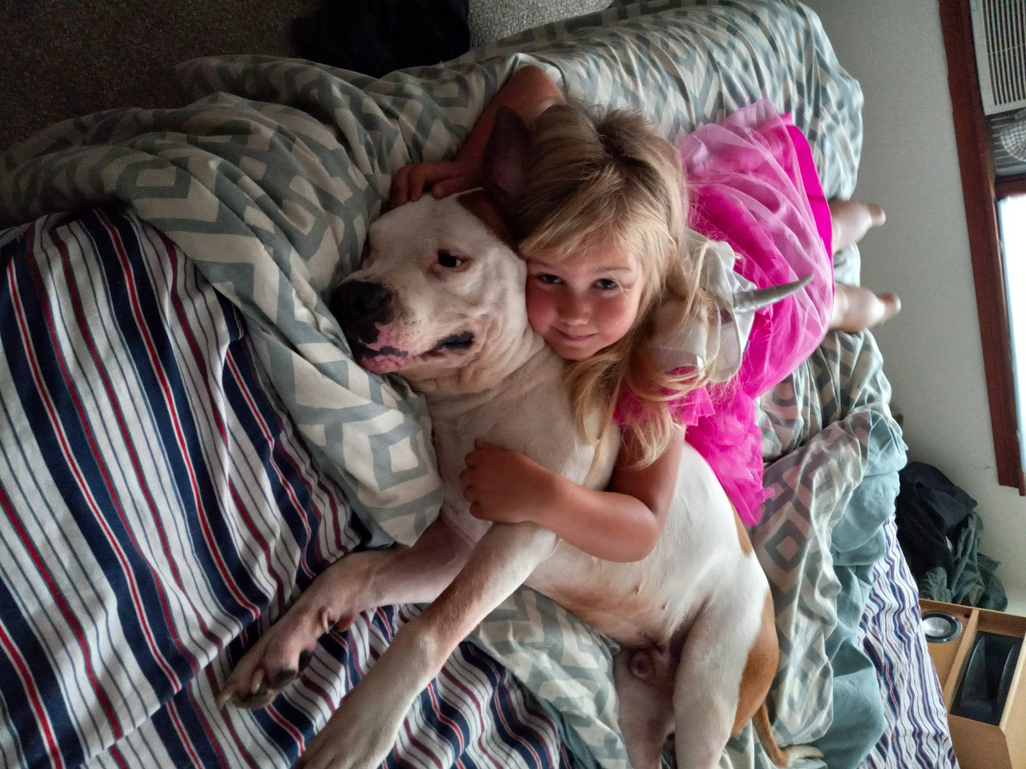 Kujo joined the competition — help win amazing prizes! bed, bedding, canidae, carnivore, comfort, companion_dog, couch, dog, dog_breed, dress, fawn, fun, fur, happy, linens, room, sitting, smile, sporting_group, toddler