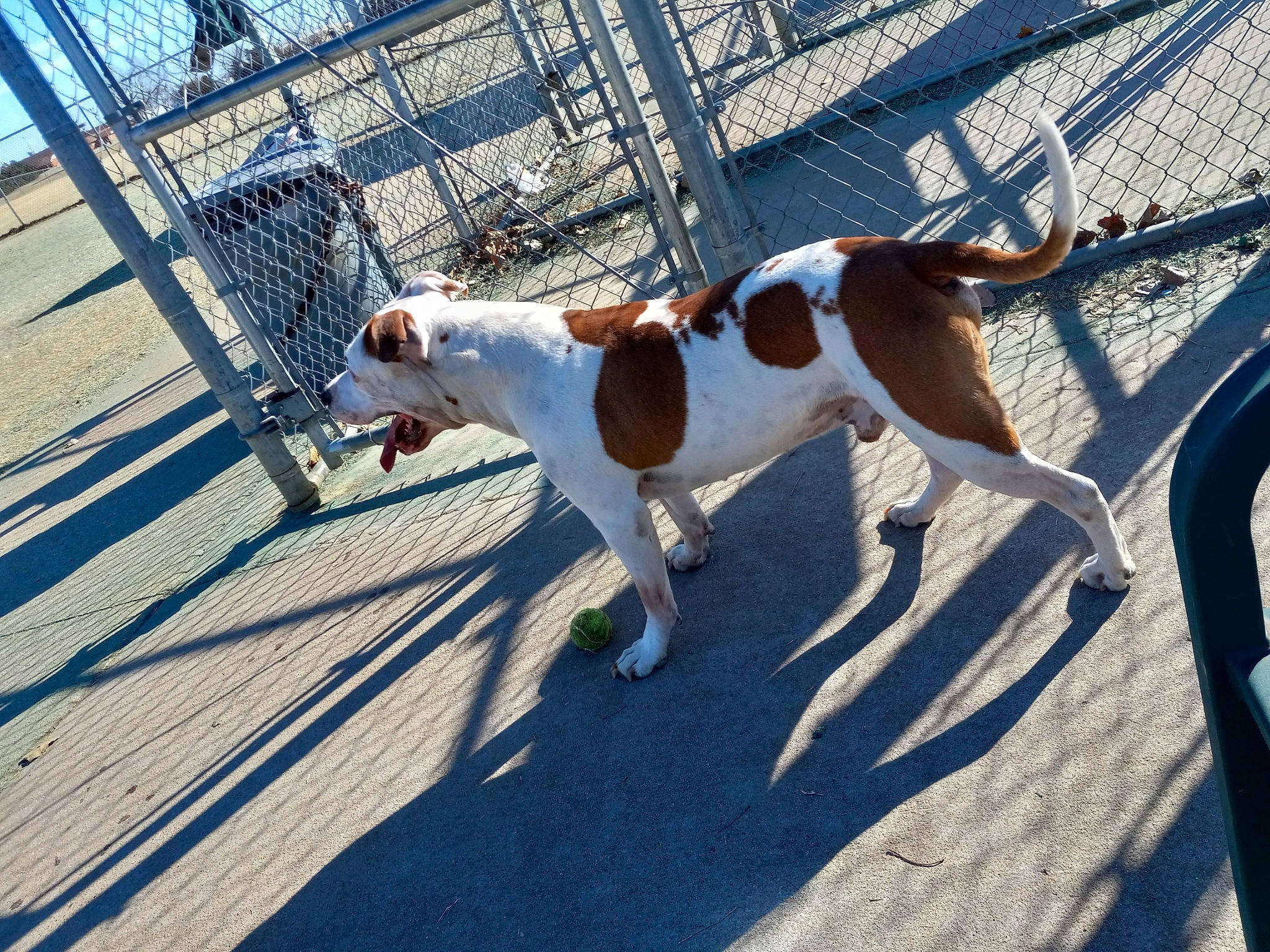 Kujo joined the competition — help win amazing prizes! canidae, carnivore, collar, companion_dog, dog, dog_breed, dog_collar, dog_supply, fawn, fence, leash, mesh, non_sporting_group, pet_supply, pointer, shadow, snout, sporting_group, tail, working_animal