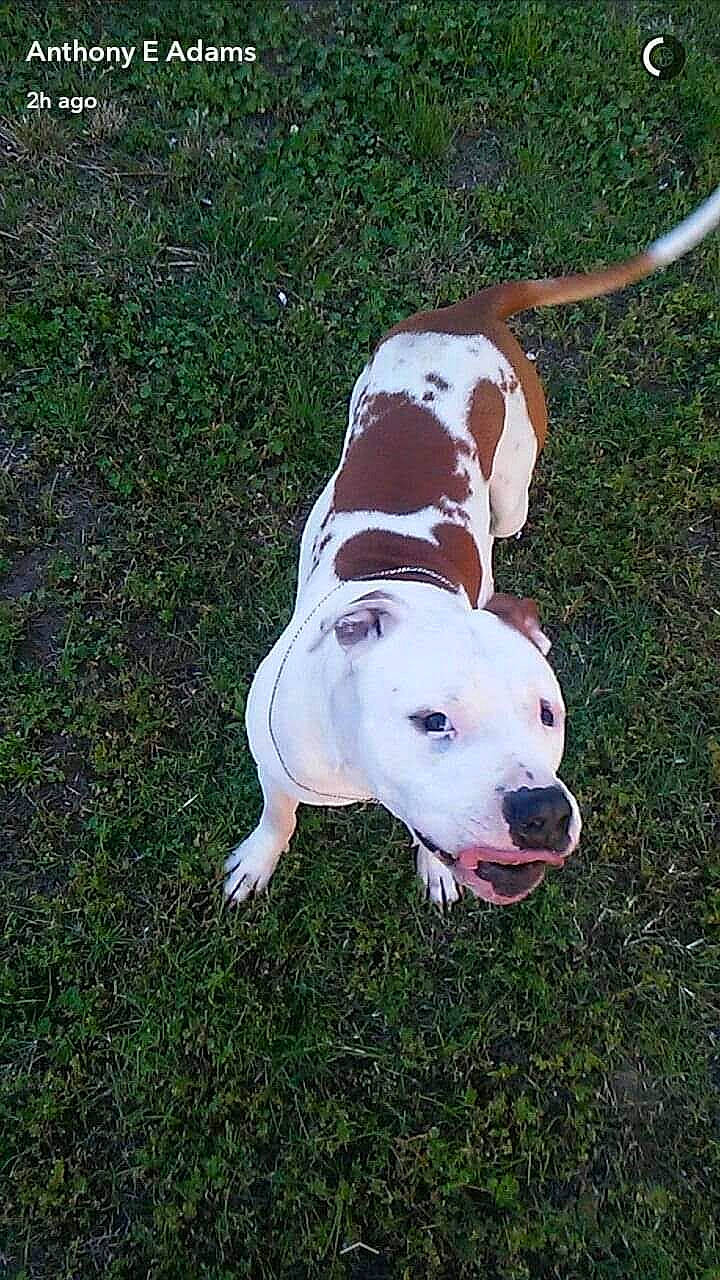 Kujo joined the competition — help win amazing prizes! canidae, carnivore, collar, companion_dog, dog, dog_breed, dog_collar, dog_supply, dogo_guatemalteco, fawn, grass, hunting_dog, non_sporting_group, pet_supply, snout, sporting_group, tail, working_animal, working_dog