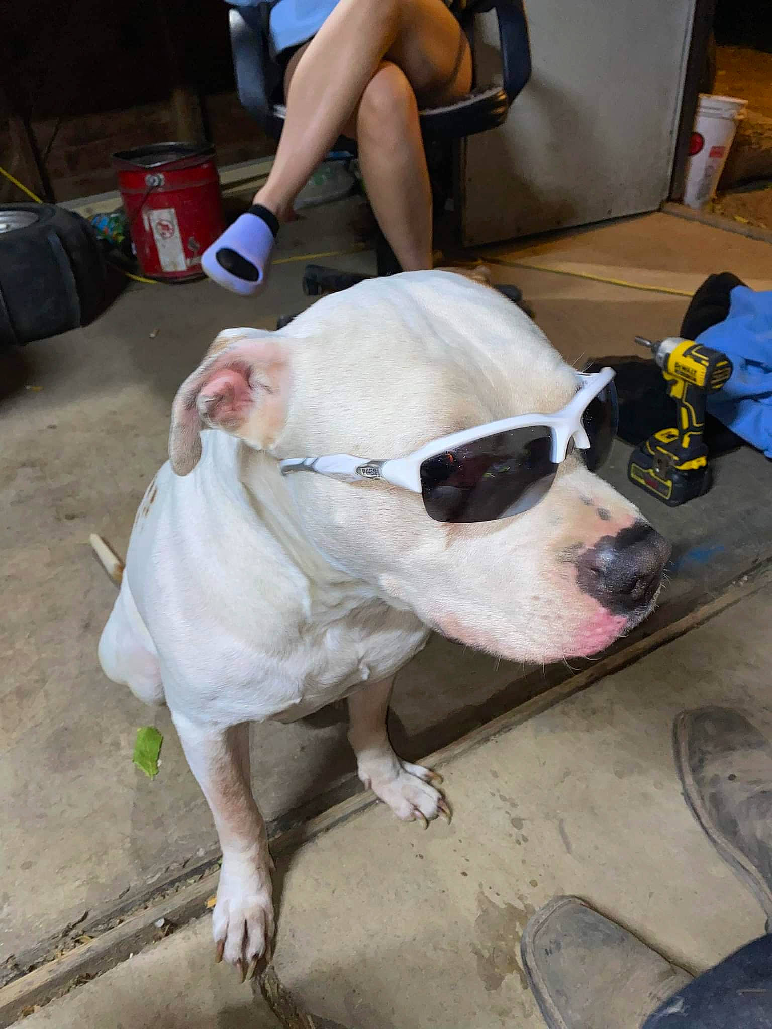 Kujo is registered to the contest to win money with this photo: bulldog, carnivore, collar, companion_dog, dog, dog_breed, dog_clothes, dog_collar, eyewear, fawn, leash, leg, luggage_and_bags, snout, sporting_group, sunglasses, thigh, vision_care, whiskers, working_animal
