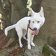 Naya participe au concours pour gagner de l'argent avec cette photo : berger_blanc_suisse, canaan_dog, canidae, carnivore, dog, dog_breed, kishu, korean_jindo_dog, mammal, non_sporting_group, pungsan_dog, rare_breed_dog, siberian_husky, vertebrate, white_shepherd