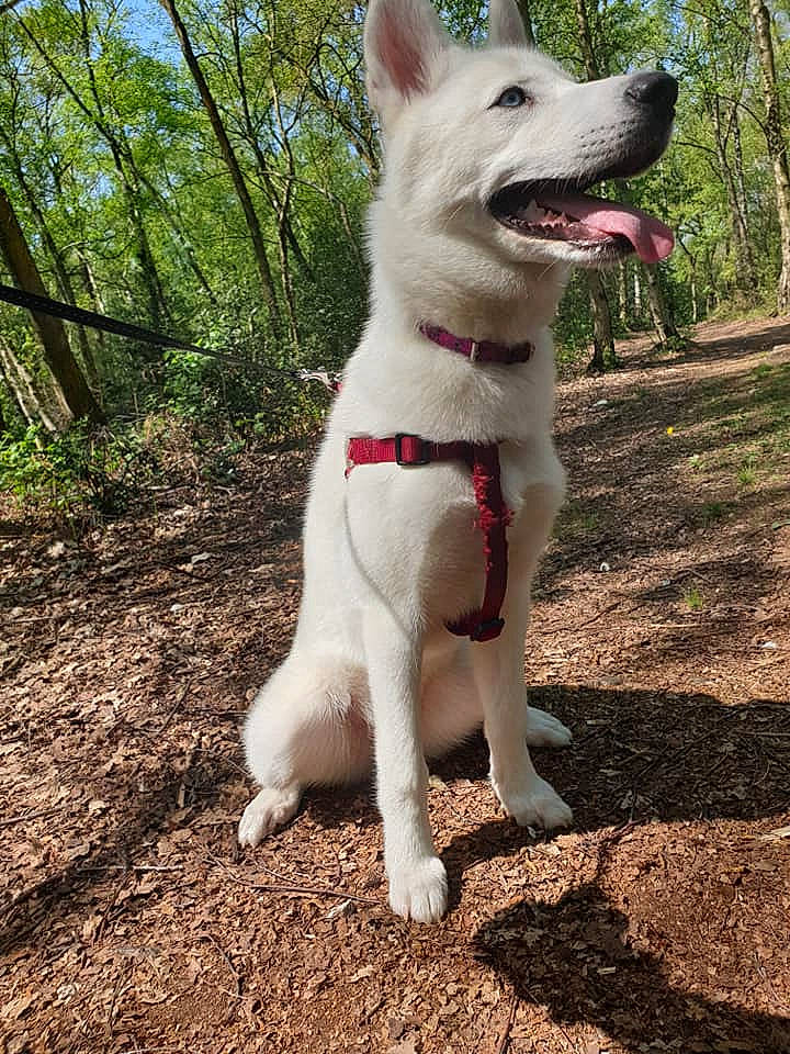 Naya a rejoint le concours — aidez-le/la à gagner de superbes lots ! berger_blanc_suisse, canaan_dog, canidae, carnivore, dog, dog_breed, kishu, korean_jindo_dog, labrador_husky, mammal, native_american_indian_dog, northern_inuit_dog, plant, pungsan_dog, rare_breed_dog, seppala_siberian_sleddog, siberian_husky, tamaskan_dog, vertebrate, white_shepherd