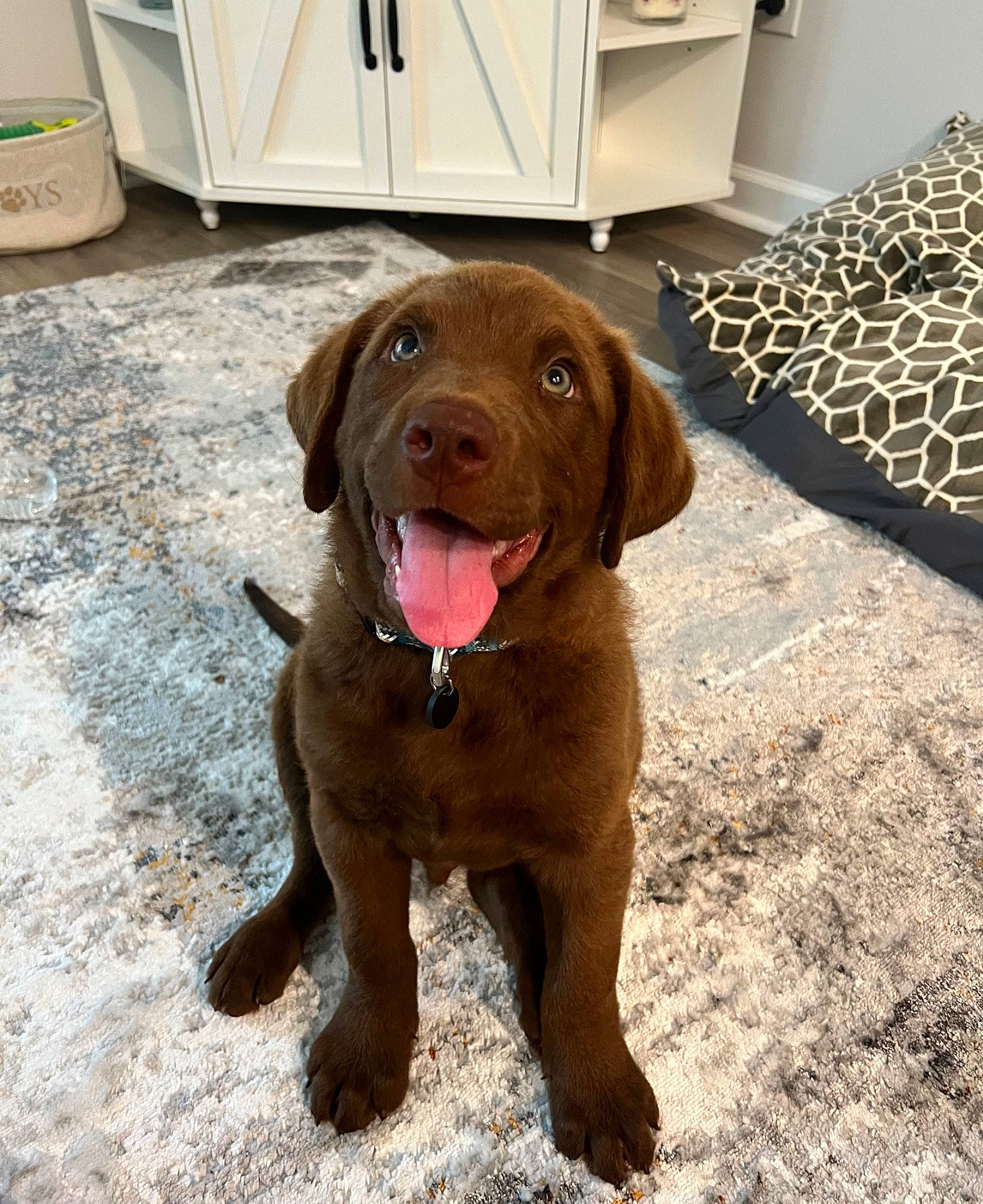 Moose is registered to the contest to win money with this photo: brown, cabinetry, carnivore, companion_dog, cupboard, dog, dog_breed, dog_collar, flooring, german_shorthaired_pointer, gun_dog, hardwood, liver, living_room, retriever, varnish, wood, wood_flooring, wood_stain, working_animal