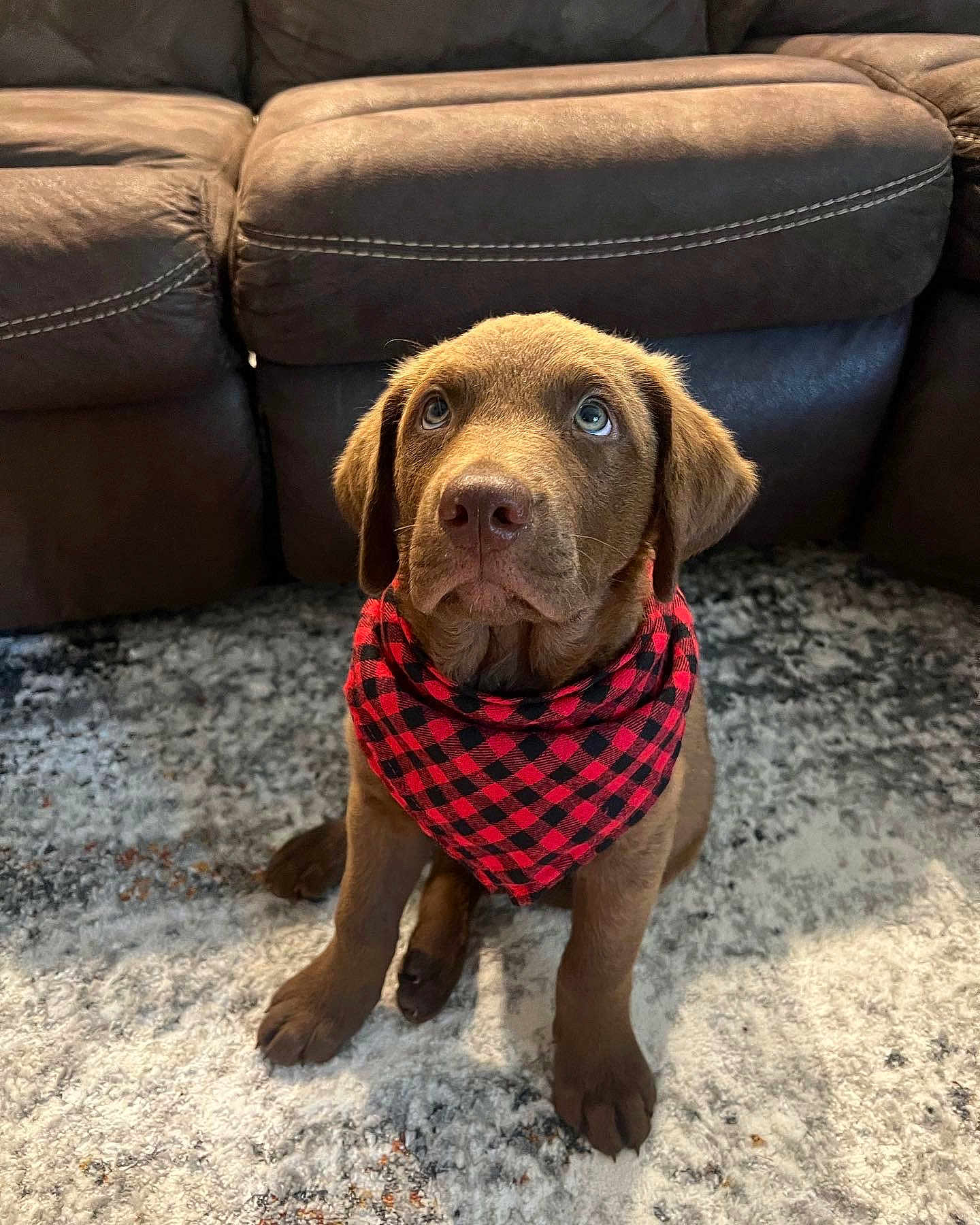 Moose