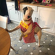 Urgo a rejoint le concours — aidez-le/la à gagner de superbes lots ! appliance, apron, bull_terrier, collar, countertop, curious, dog, domestic, home, indoor, kitchen, leash, magazine, paw, pet, standing, table, tile_floor, white_cabinets, wooden_table