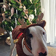 Urgo a rejoint le concours — aidez-le/la à gagner de superbes lots ! antlers, bull_terrier, christmas, christmas_tree, curtains, decorations, dog, festive, floor, funny, holiday, indoors, living_room, ornaments, pet, portrait, reindeer_costume, rug, standing, window