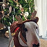 dog, bull_terrier, pet, christmas, christmas_tree, reindeer_costume, antlers, festive, holiday, indoors, living_room, window, curtains, floor, rug, ornaments, decorations, standing, portrait, funny