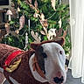 dog, bull_terrier, reindeer_costume, christmas_tree, christmas, festive, pet, animal, indoors, living_room, holiday_decorations, ornaments, tinsel, window, curtain, rug, standing, portrait, costume, funny