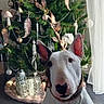 dog, bull_terrier, pet, animal, sitting, portrait, christmas_tree, christmas, ornaments, holiday, festive, indoors, home, curtain, rug, floor, white_dog, collar, pointed_ears, front_facing