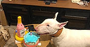 Urgo participe au concours pour gagner de l'argent avec cette photo : birthday, bottle, bull_terrier, coffee_table, collar, dog, dog_figurine, home_decor, indoor, living_room, pet, plant, remote_control, rug, squeaky_toy, standing, television, toy_cake, tv_stand, white_dog
