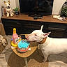 dog, bull_terrier, white_dog, pet, standing, birthday, toy_cake, squeaky_toy, bottle, television, tv_stand, living_room, coffee_table, rug, plant, remote_control, collar, dog_figurine, indoor, home_decor