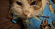 Bruno joined the competition — help win amazing prizes! animal, blue_shirt, brown_background, cat, closeup, couch, cozy, cute, domestic, feline, fur, glasses, glasses_on_nose, hawaiian_shirt, indoor, pet, portrait, relaxed, wearing_clothes, whiskers