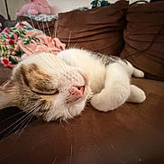 Bruno joined the competition — help win amazing prizes! blanket, brown, cat, closed_eyes, comfort, couch, cozy, cute, domestic_cat, feline, fur, home, indoor, pet, pink_nose, relaxed, resting, sleeping, soft, whiskers
