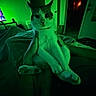 Bruno joined the competition — help win amazing prizes! animal, cat, cozy, domestic, door, fur, furniture, green_light, hands, holding, indoor, night, paws, person, pet, portrait, quiet, relaxing, room, whiskers