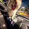 Bruno is registered to the contest to win money with this photo: animal, car, cat, close_up, dark, dashboard, feline, fur, indoor, instrument_panel, lights, mouth_open, night, nose, outdoor, pet, teeth, vehicle, whiskers, window