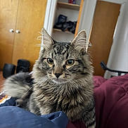 Milim is registered to the contest to win money with this photo: animal, bed, blanket, cat, closeup, curious, door, ears, eyes, feline, fur, furniture, home, indoor, pet, relaxed, room, shelf, tabby, whiskers