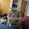 animal, bed, blanket, cat, closeup, curious, door, ears, eyes, feline, fur, furniture, home, indoor, pet, relaxed, room, shelf, tabby, whiskers
